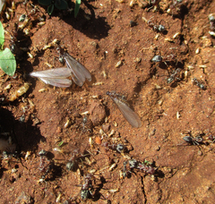 Anoplolepis custodiens