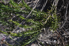 Hemiphora bartlingii