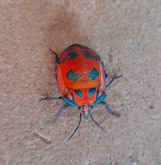 Tectocoris diophthalmus
