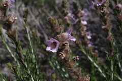 Hemiphora bartlingii