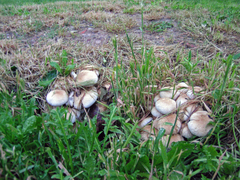Cyclocybe aegerita