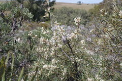 Hakea psilorrhyncha