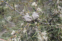Hakea psilorrhyncha