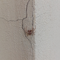 Philodromus aureolus