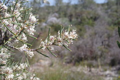 Hakea psilorrhyncha