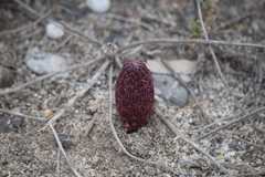 Cynomorium coccineum