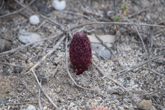 Cynomorium coccineum