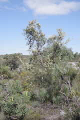 Hakea psilorrhyncha
