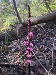 Dipodium roseum