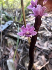 Dipodium roseum