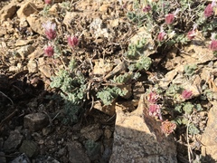 Monardella australis cinerea