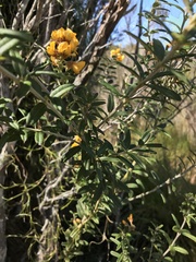 Oxylobium ellipticum