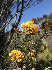 Oxylobium ellipticum