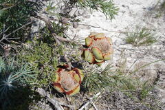 Banksia incana