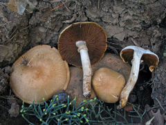 Cyclocybe aegerita