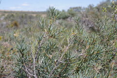 Banksia incana