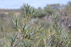 Banksia incana