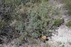 Banksia incana