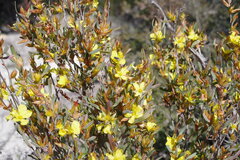 Hibbertia subvaginata