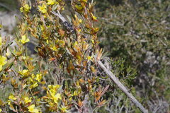 Hibbertia subvaginata