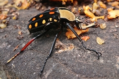 Mecynorhina passerinii
