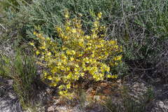 Hibbertia subvaginata
