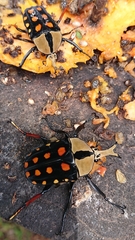 Mecynorhina passerinii