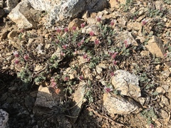 Monardella australis cinerea