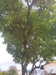 Lagerstroemia speciosa