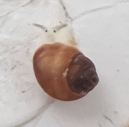 Pedipes ovalis