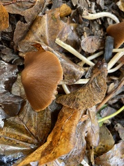 Parasola conopilea