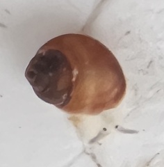 Pedipes ovalis
