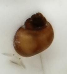 Pedipes ovalis