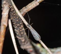Trichoceridae