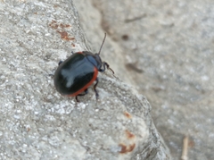 Chrysolina