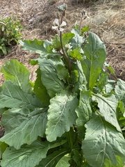 Brassiceae