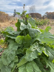 Brassiceae