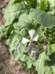 Brassiceae