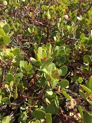 Arctostaphylos parryana