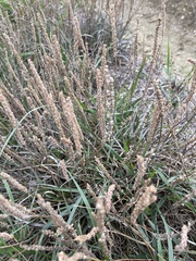 Plantago maritima serpentina