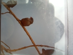 Bucanetes githagineus