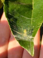 Bijoaraneus praesignis