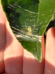 Bijoaraneus praesignis