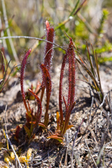 Drosera murfetii