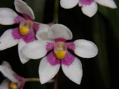 Sarcochilus fitzgeraldii
