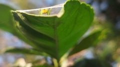 Bijoaraneus praesignis