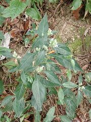 Lepidagathis formosensis