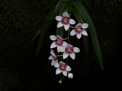 Sarcochilus fitzgeraldii