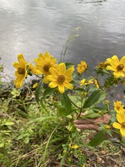 Bidens laevis