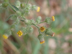 Blumea sinuata